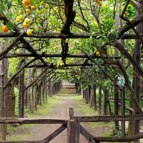 I Giardini di Cataldo Sorrento